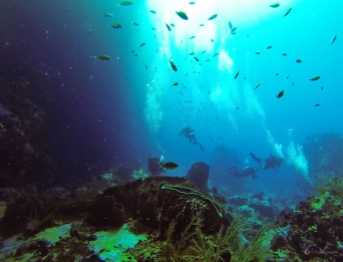 Sous l'eau de la Martinique-17